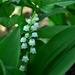 lily-of-the-valley by summerfield