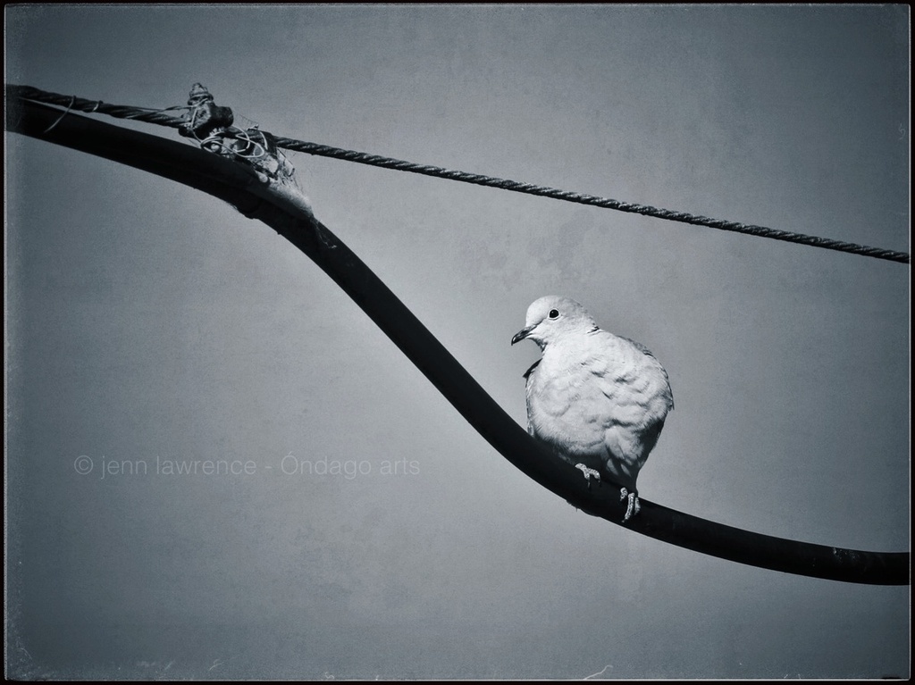 Bird. Wire. Again. by aikiuser