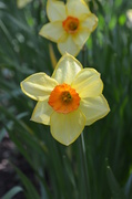 14th May 2013 - Daffodil