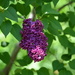 Lilac by mariaostrowski