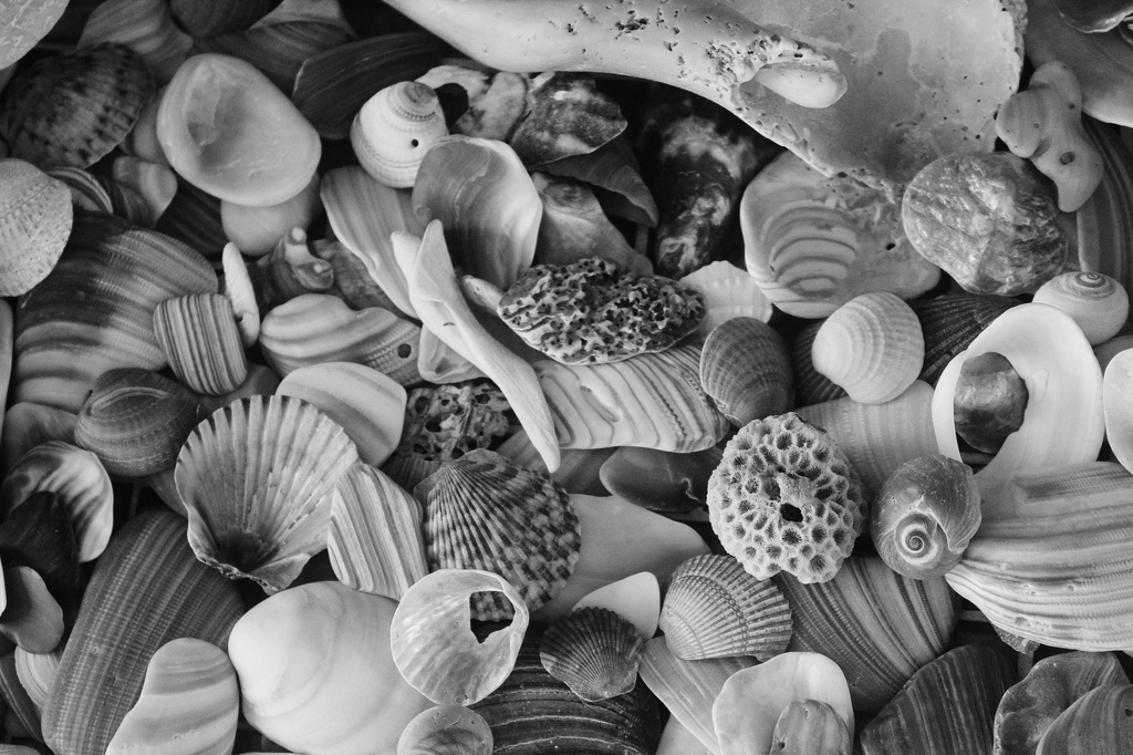 Shells by edorreandresen