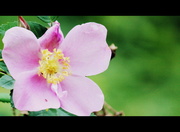 20th May 2013 - Native rose