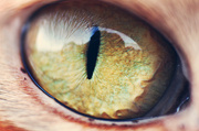 20th May 2013 - the cat's eye