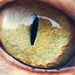 the cat's eye by pocketmouse