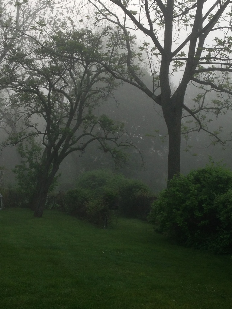 Misty morning by pfaith7
