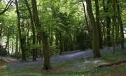 21st May 2013 - Bluebell Woods