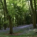 Bluebell Woods by fishers