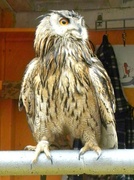 18th May 2013 - Owl