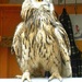 Owl by oldjosh