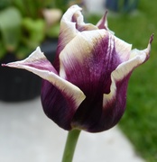 21st May 2013 - Tulip