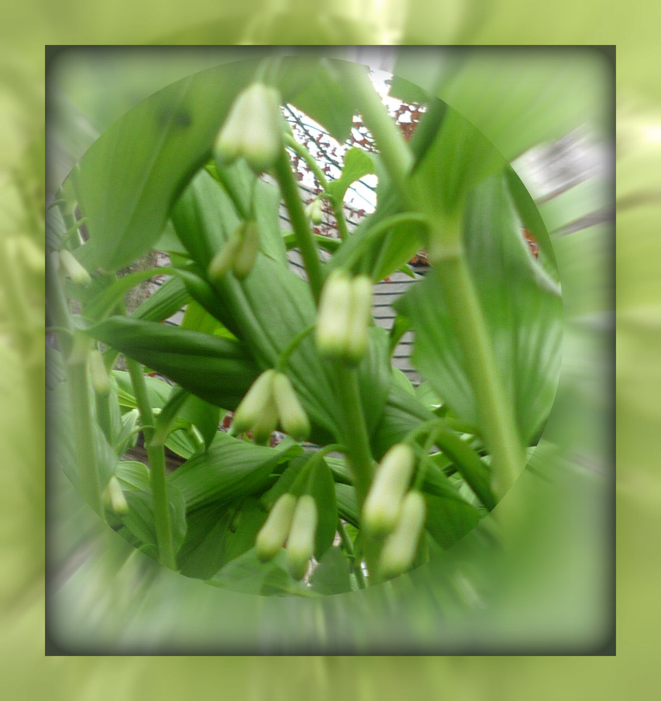 Solomon's seal buds by sarah19
