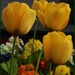 Tulips by craftymeg