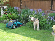 21st May 2013 - Mum ,look !! he's gone & left the mower !! 