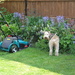 Mum ,look !! he's gone & left the mower !!  by beryl