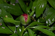 21st May 2013 - Peony in the rain