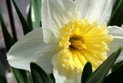 2nd May 2013 - Daffodils ... Finally!