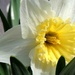 Daffodils ... Finally! by sunnygreenwood