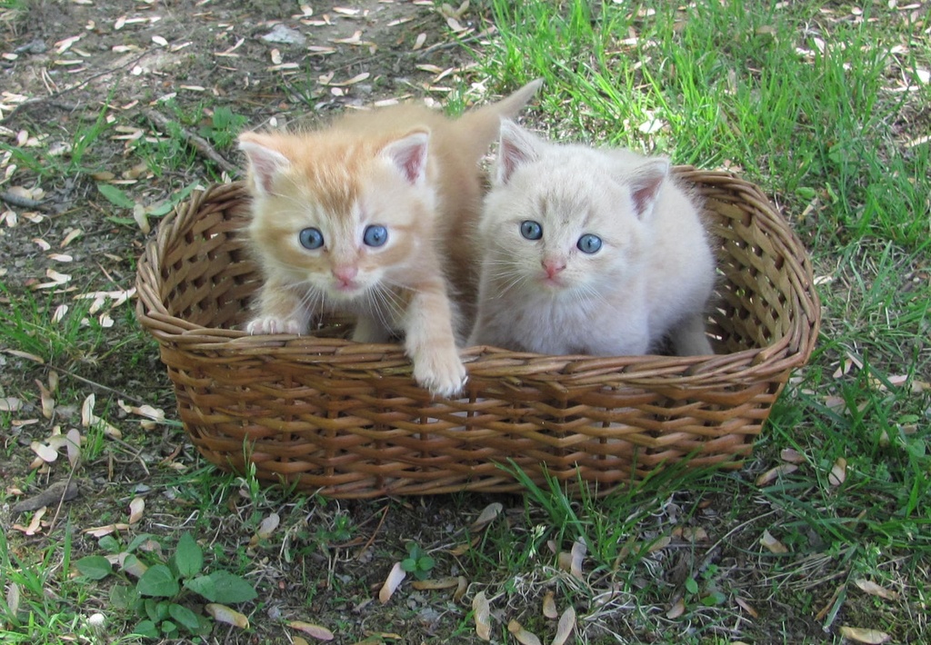 A-Tisket, A-Tasket, Kitties in a Basket by julie