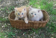 21st May 2013 - A-Tisket, A-Tasket, Kitties in a Basket