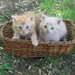 A-Tisket, A-Tasket, Kitties in a Basket by julie