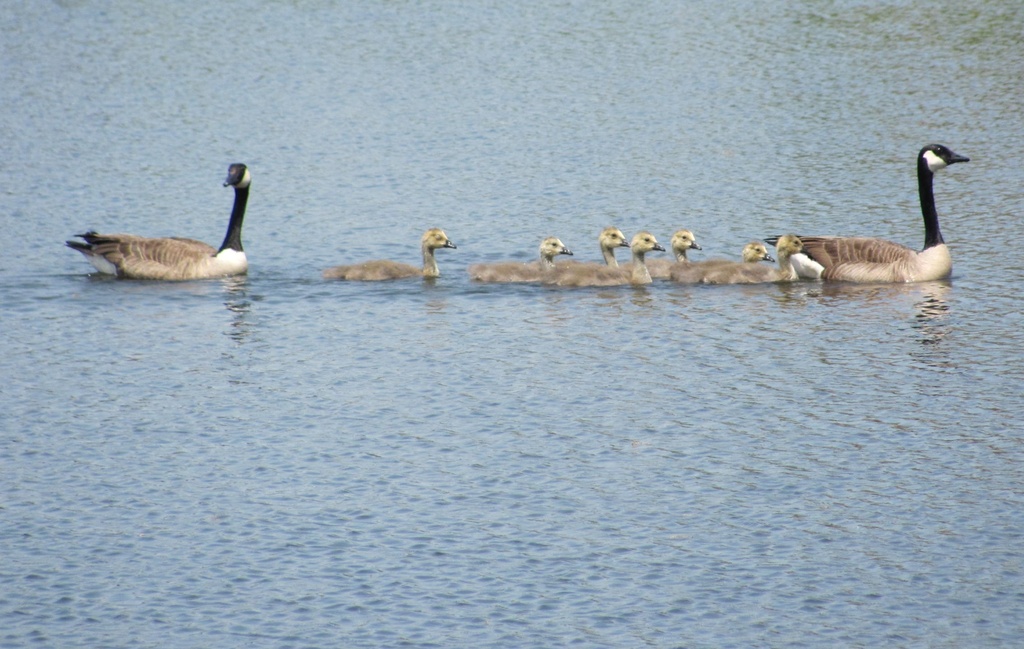 A Family of Geese by julie