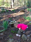 3rd May 2013 - Time to Smell the Primula