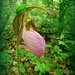 Pink Lady Slipper by calm