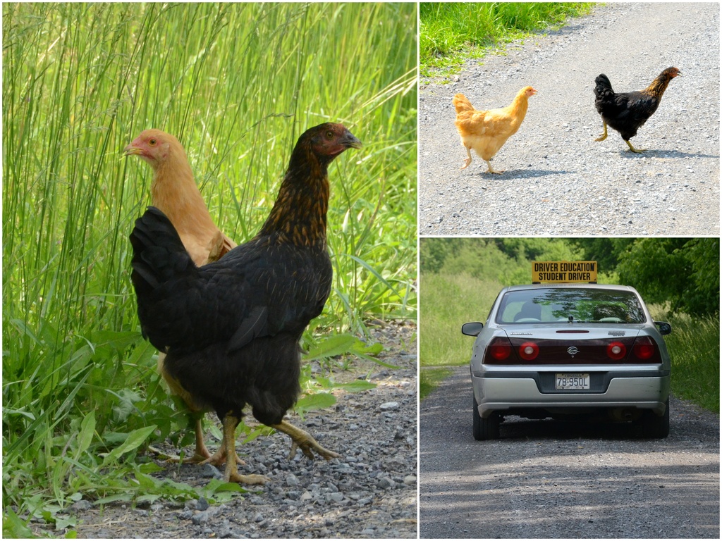 Why did the chicken cross the road? by kathyladley