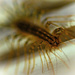 Centipede by taffy