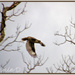kookaburra in flight by annied