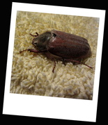 21st May 2013 - Big Bronze Bug