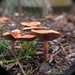 Fungi! by alia_801