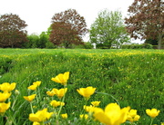 22nd May 2013 - buttercups on a bank