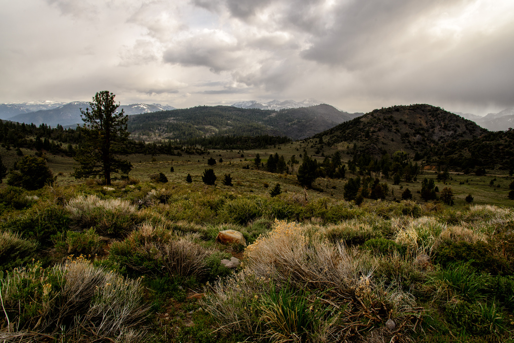 Eastern Sierra Meadow by jgpittenger