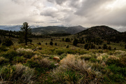 6th May 2013 - Eastern Sierra Meadow