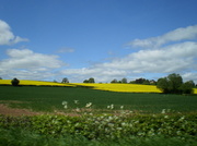 22nd May 2013 - Fields of gold...