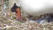 22nd May 2013 - Swan and her eggs.