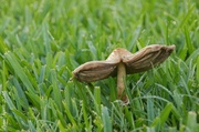 20th May 2013 - Mexican Hat or Mushroom?