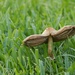 Mexican Hat or Mushroom? by lynne5477