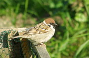 21st May 2013 - Foolish sparrow