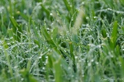 21st May 2013 - Morning Dew