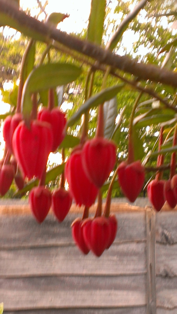 Chilean Lantern Tree by ziggy77