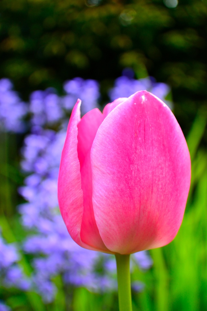 Tulip by philr