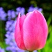 Tulip by philr
