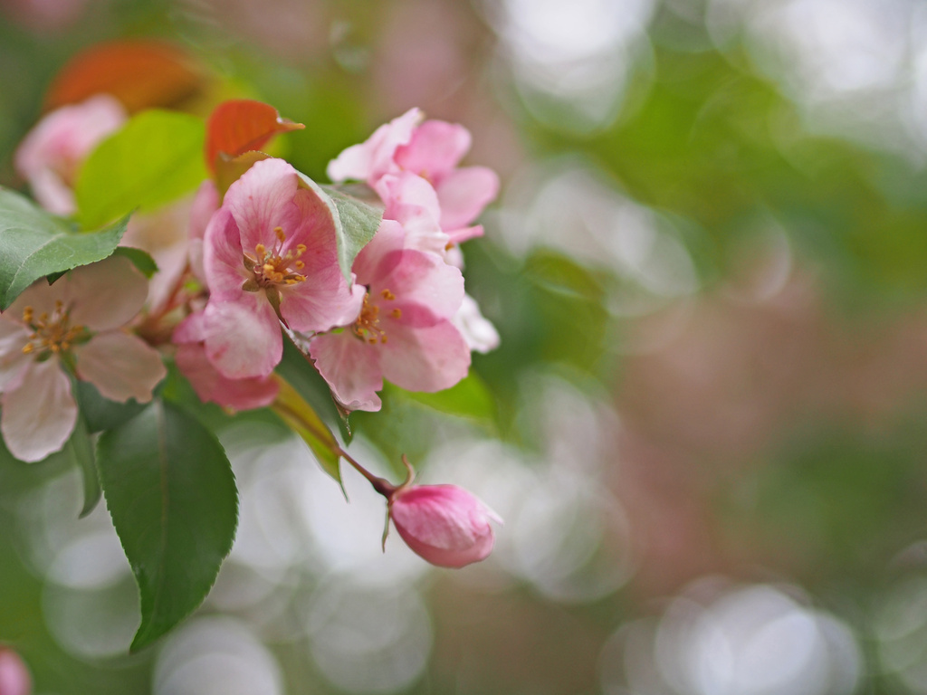 Crabapple Blossoms by tosee