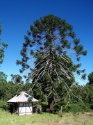 23rd May 2013 - The beautiful Bunya tree in the beautiful South Burnett, Queensland 