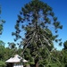 The beautiful Bunya tree in the beautiful South Burnett, Queensland  by kerenmcsweeney