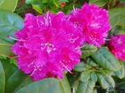 22nd May 2013 - Rhodedendron