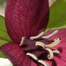 Red Trillium by sunnygreenwood