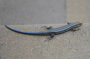 18th May 2013 - Blue Tailed Skink
